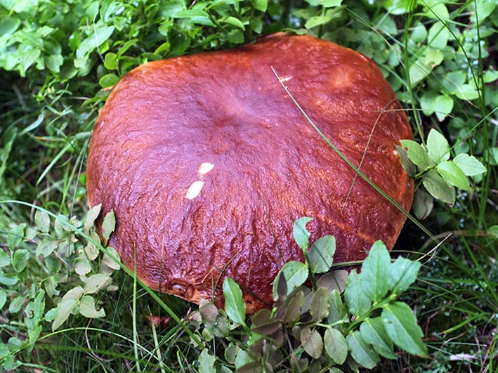 cèpes en Haute Loire