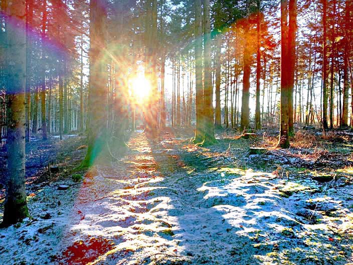 Forêt au Chambon 2025