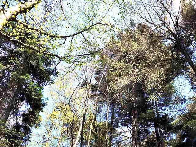 forêt oiseaux Chambon