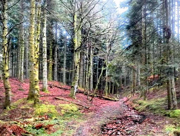 Mirages dans la forêt