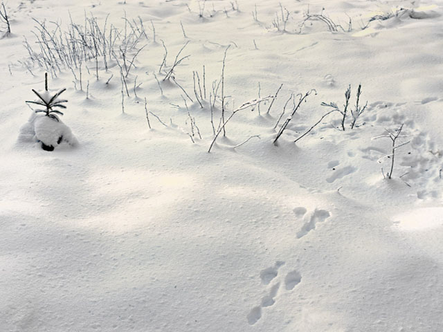 Pas dans la neige au Meygal